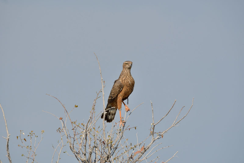 Braun-Schlangenadler — Bild 1 von 1