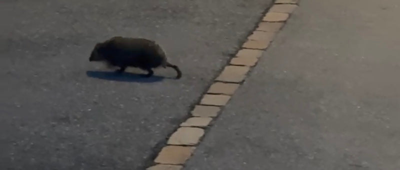 Ein dunkel gefärbtes Nagetier mit sichtbarem Schwanz läuft über eine asphaltierte Straße.