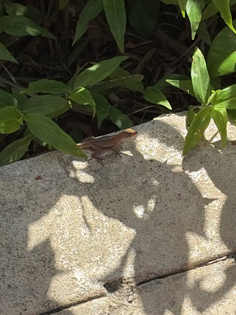 Brauner Anolis — Bild 1 von 1