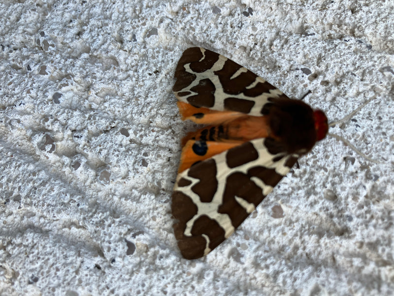 Brauner Bär — Bild 3