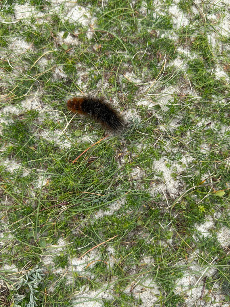 Brauner Bär — Bild 1