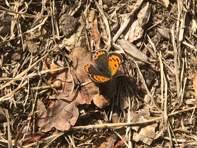 Ein Brauner Feuerfalter sitzt mit ausgebreiteten Flügeln auf trockenem Laub und Gras am Boden. Das Tier zeigt seine typisch orange-schwarz gemusterten Flügel.