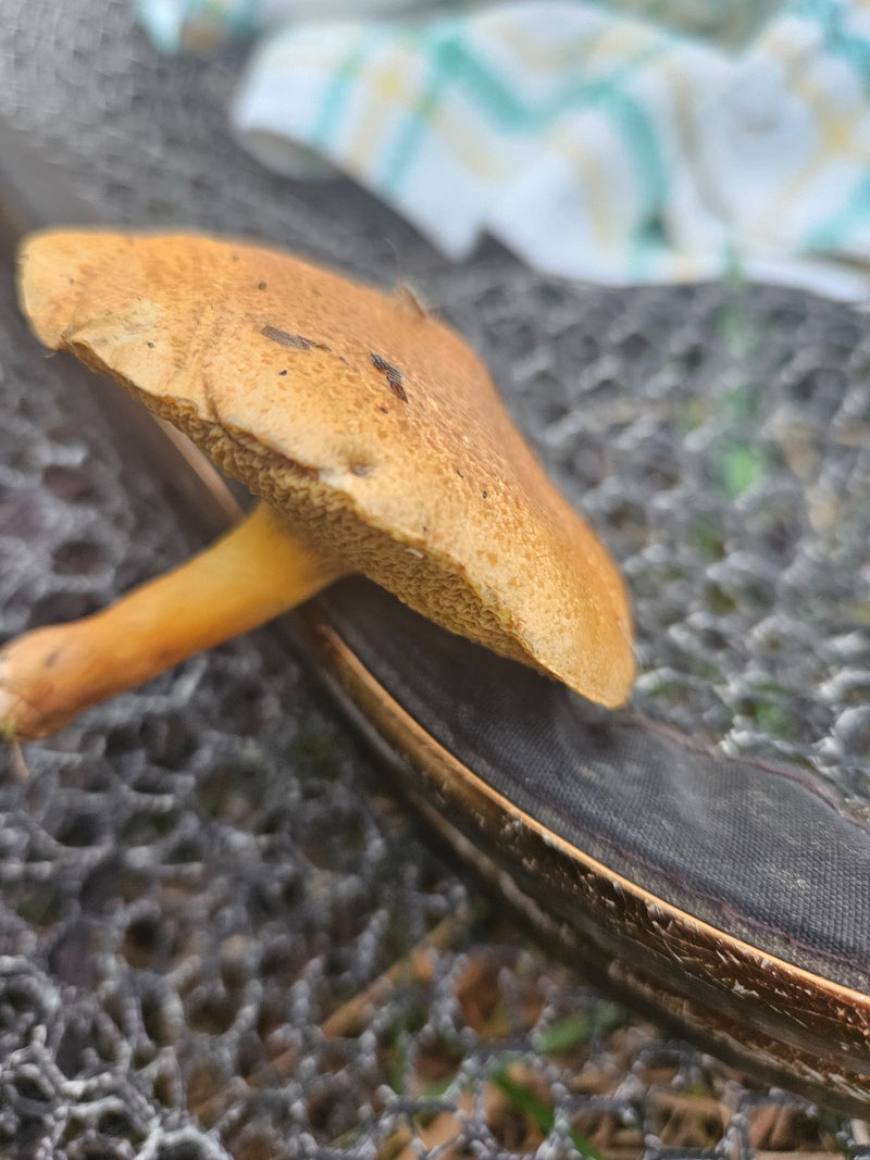 Zu sehen ist ein gepflückter Fruchtkörper eines Röhrlings aus der Gattung Suillus mit gelblicher Röhrenschicht und ockerbraunem Hut.