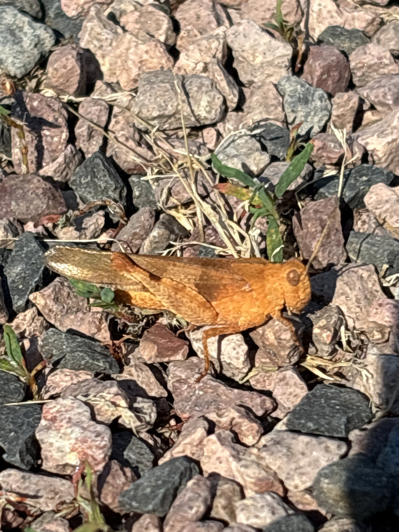 Brauner Grashüpfer — Bild 4