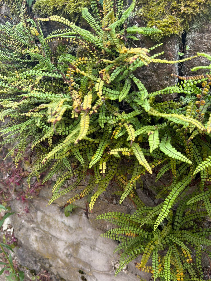 Braunstieliger Streifenfarn — Bild 1