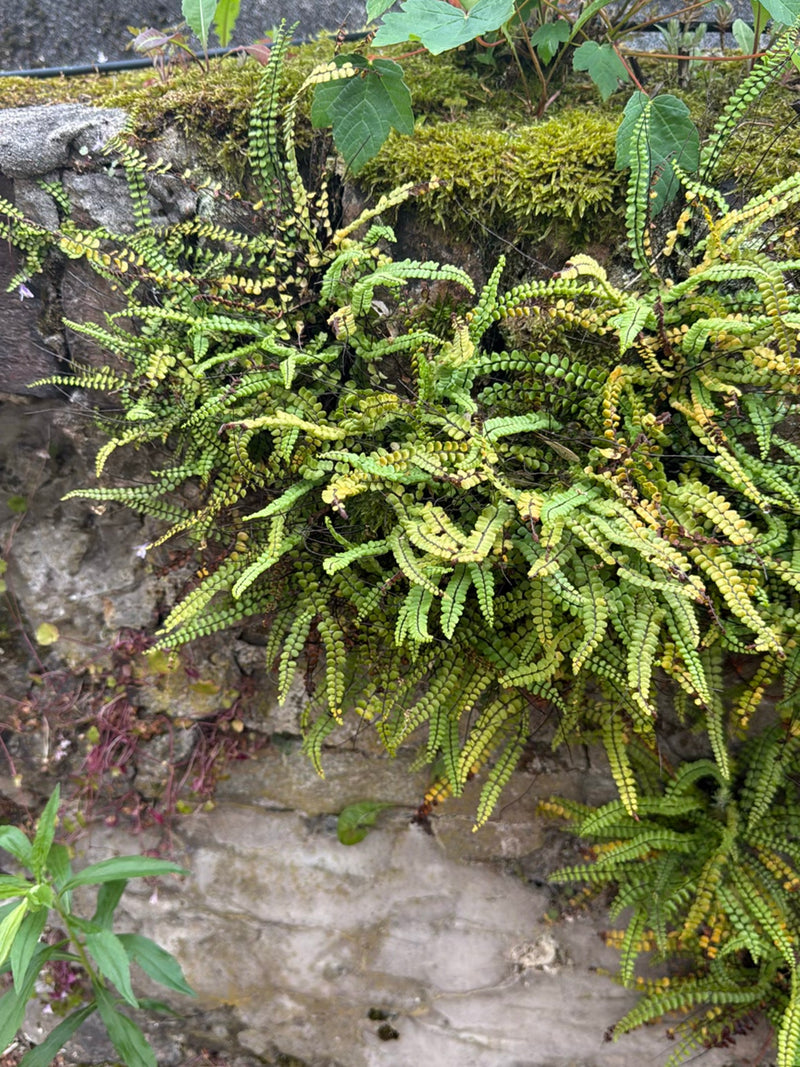 Braunstieliger Streifenfarn — Bild 2