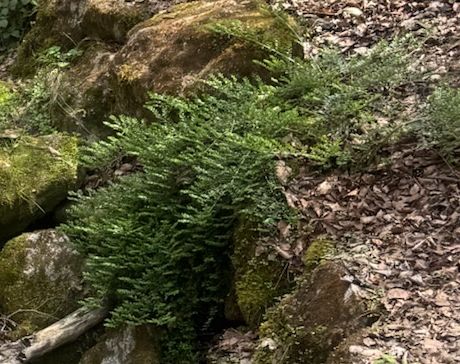 Braunstieliger Streifenfarn — Bild 5