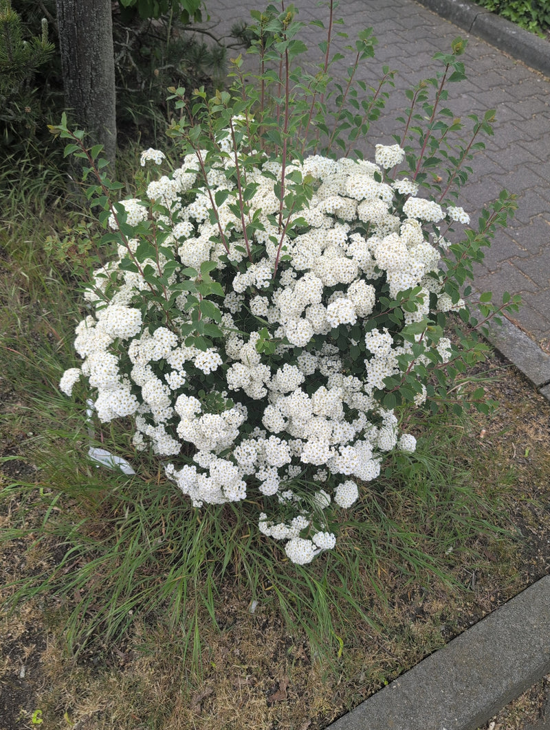 Braut-Spiere — Bild 1