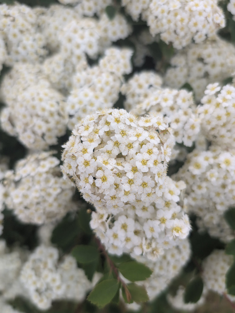 Braut-Spiere — Bild 3
