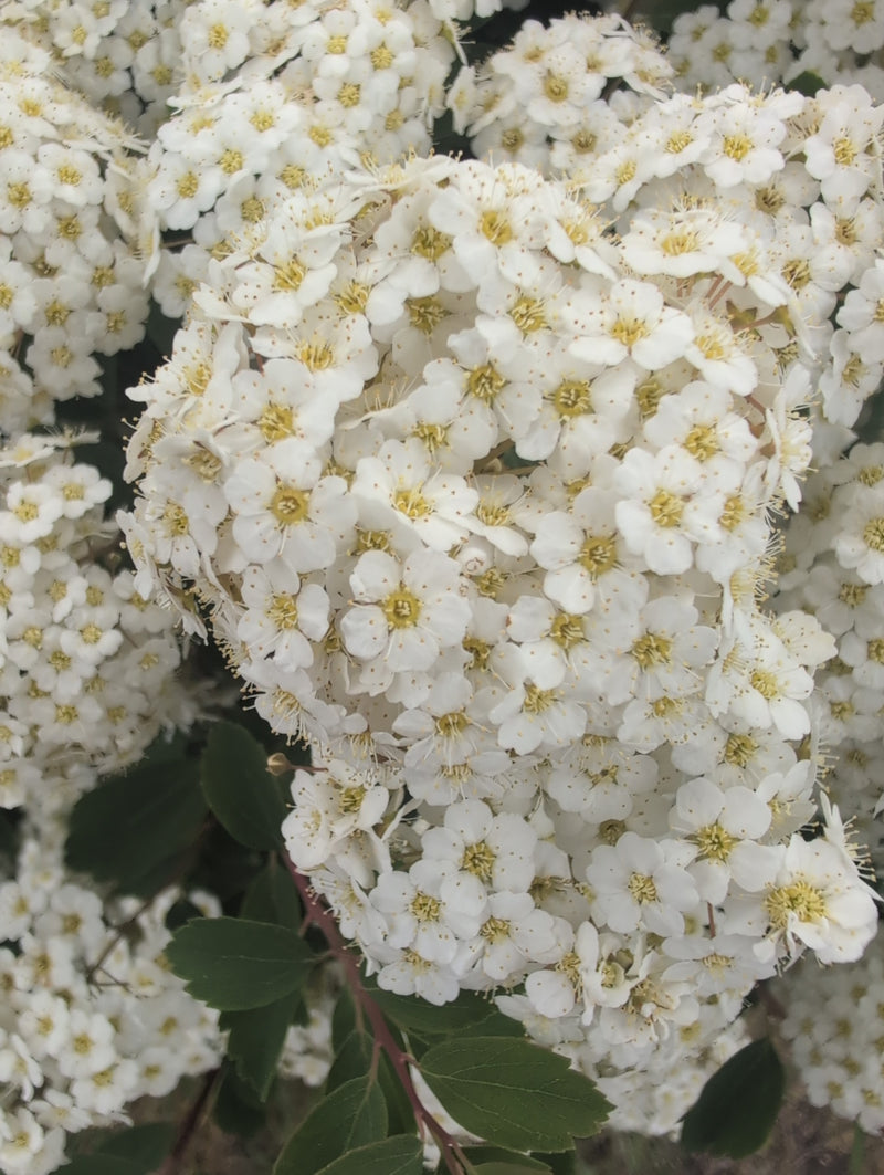 Braut-Spiere — Bild 2