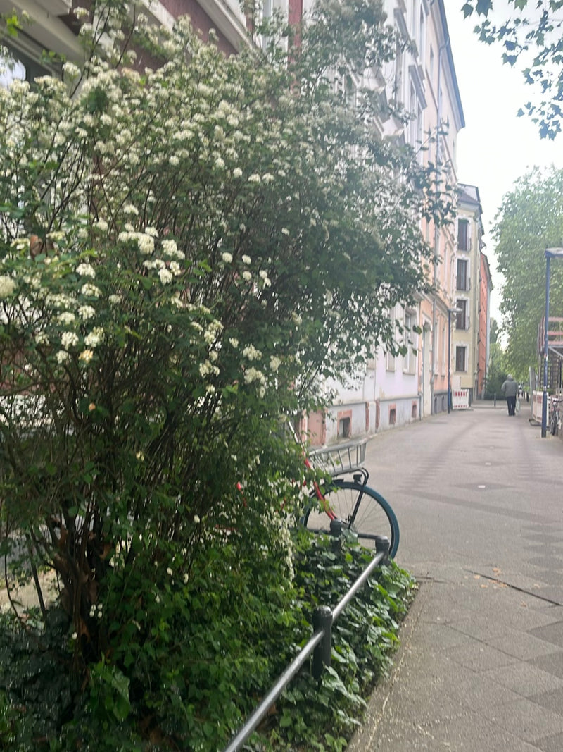 Brautspiere — Bild 2