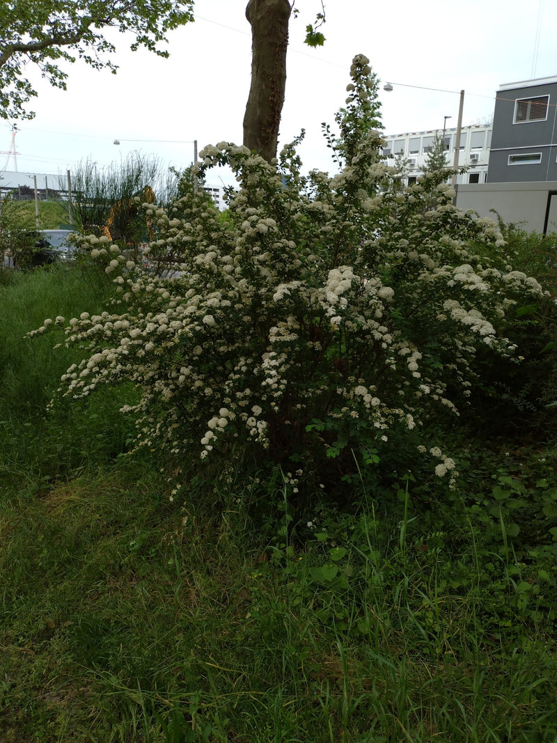 Brautspiere — Bild 3