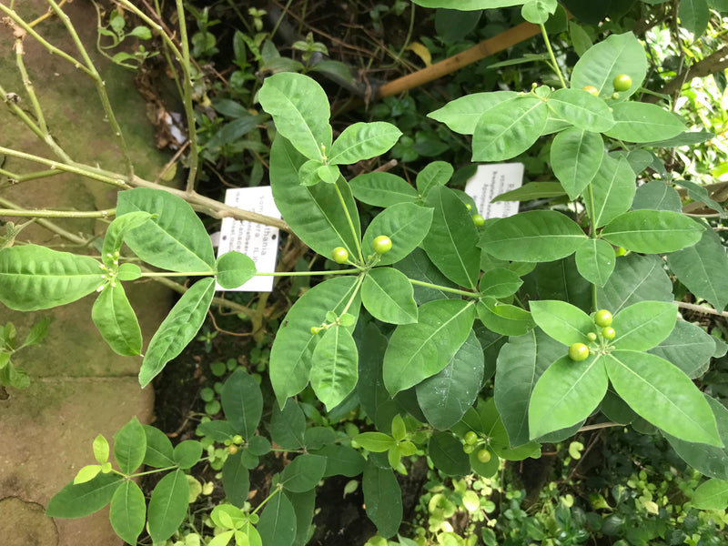 Brechpfeffer — Bild 3 von 4