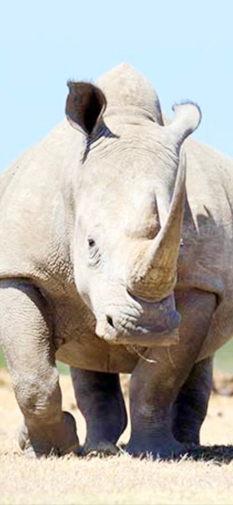 Breitmaulnashorn — Bild 1 von 1