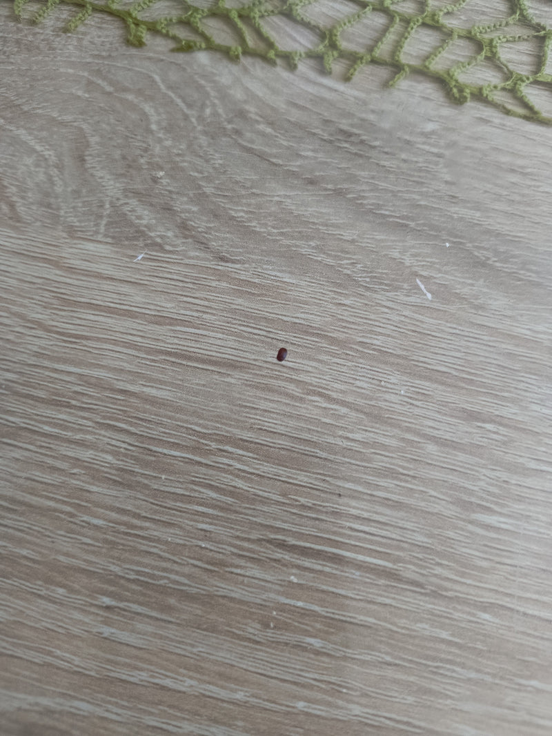 Brotkäfer — Bild 4