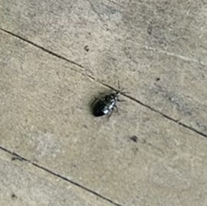 Brotkäfer — Bild 3