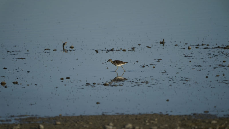 Bruchwasserläufer — Bild 5