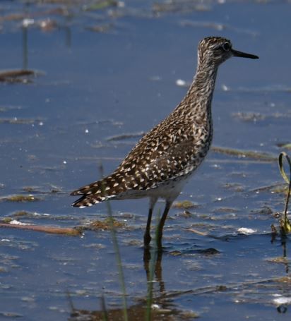 Bruchwasserläufer — Bild 1