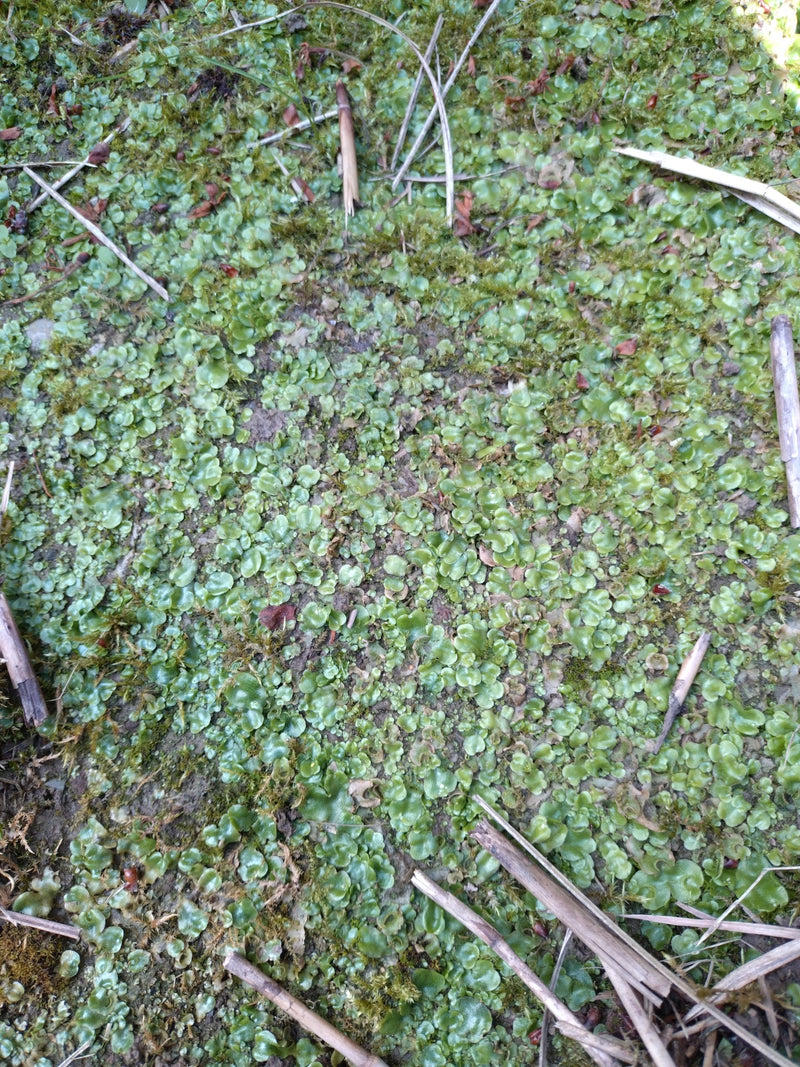 Brunnenlebermoos — Bild 2