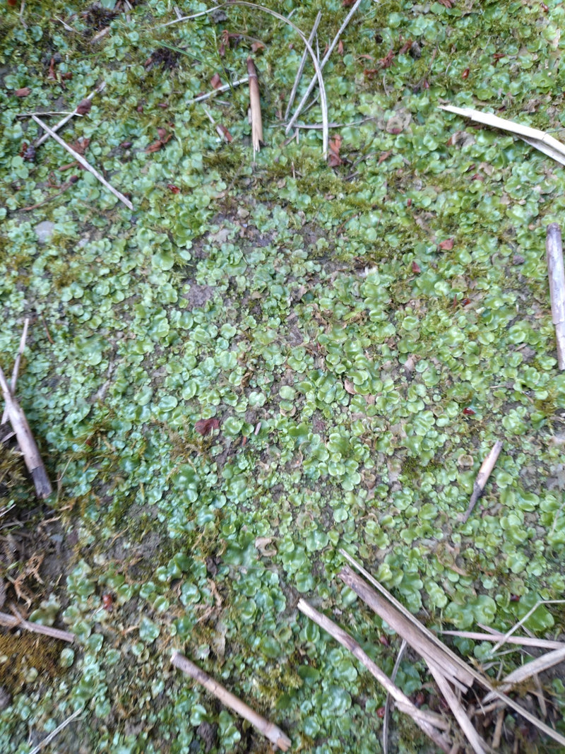 Brunnenlebermoos — Bild 1