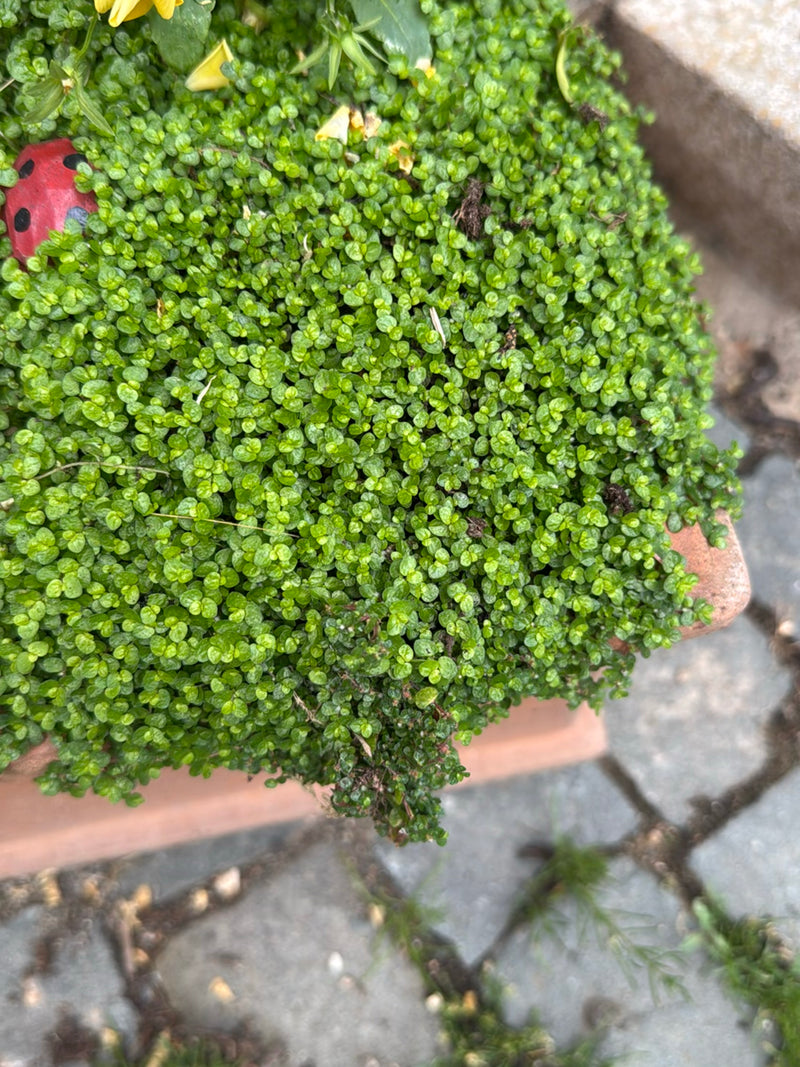 Bubikopf — Bild 1