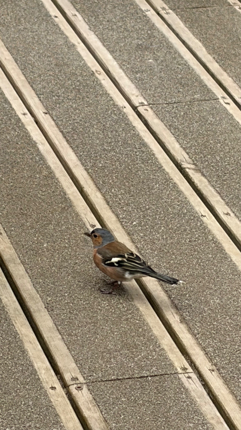 Buchfink — Bild 3