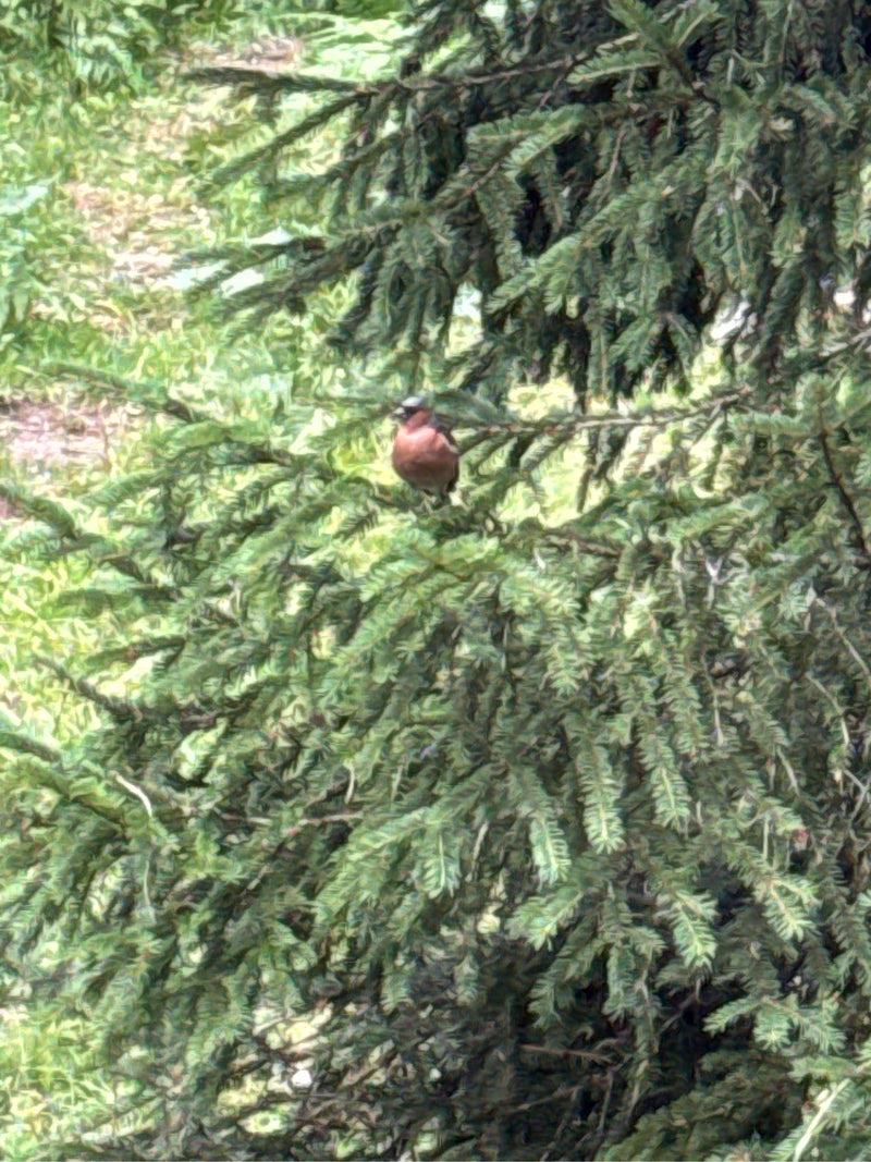 Buchfink — Bild 2
