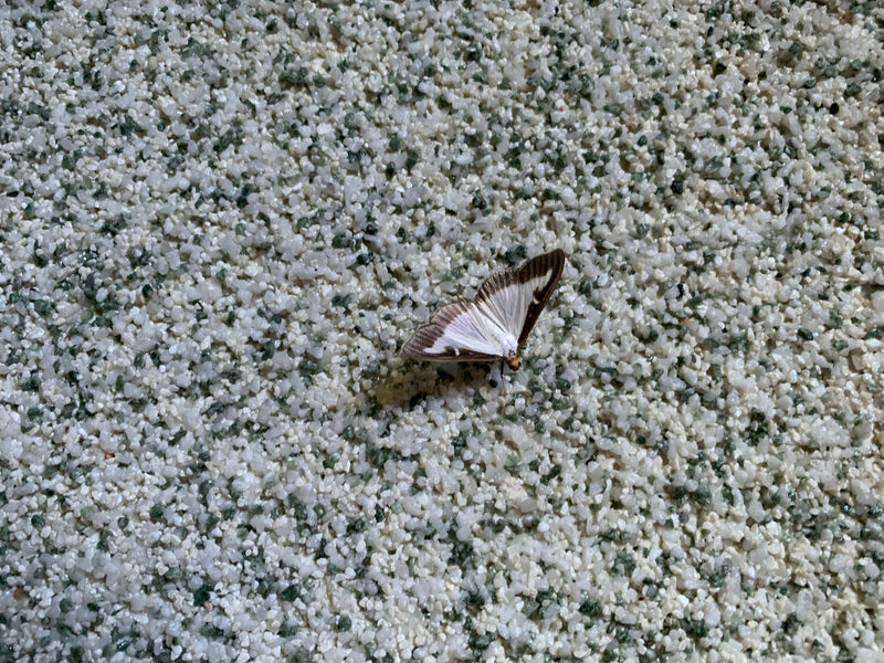 Buchsbaumzünsler — Bild 3