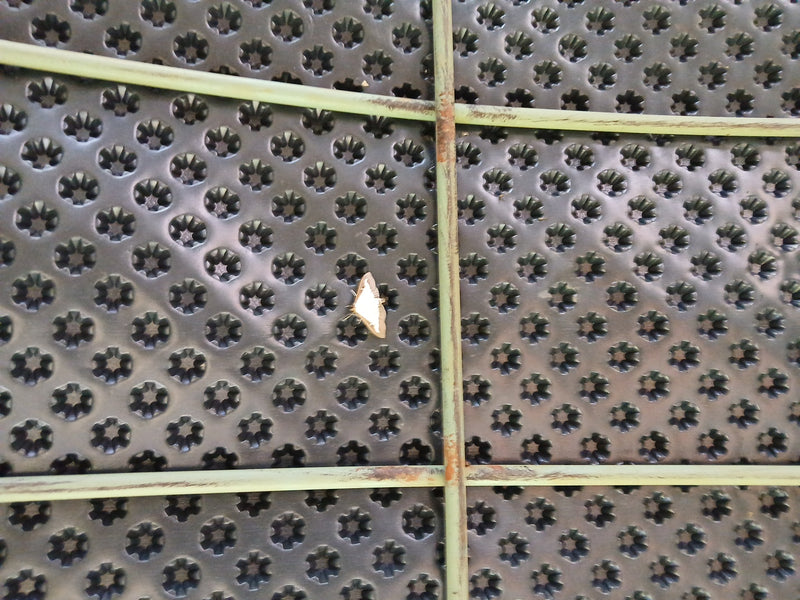 Ein Buchsbaumzünsler sitzt auf einer dunklen, strukturierten Oberfläche hinter einem Metallgitter. Der Falter ruht in waagerechter Position.