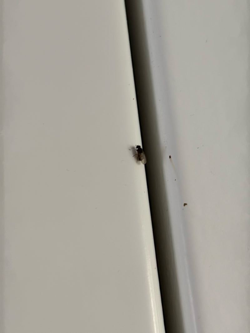 Buckelfliege — Bild 4