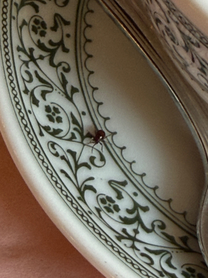 Kugelkäfer — Bild 1