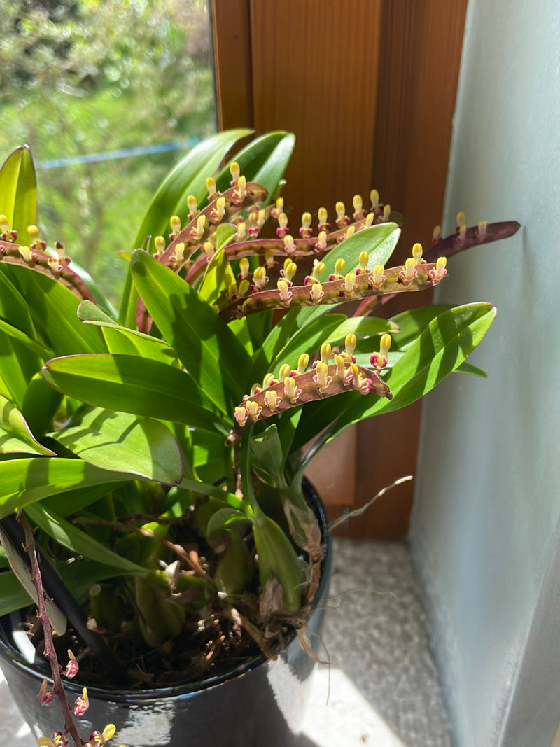Bulbophyllum-Orchidee — Bild 1
