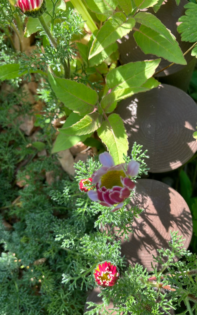 Bunte Margerite — Bild 1