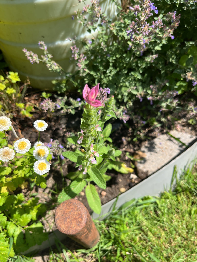 Bunter Salbei — Bild 1