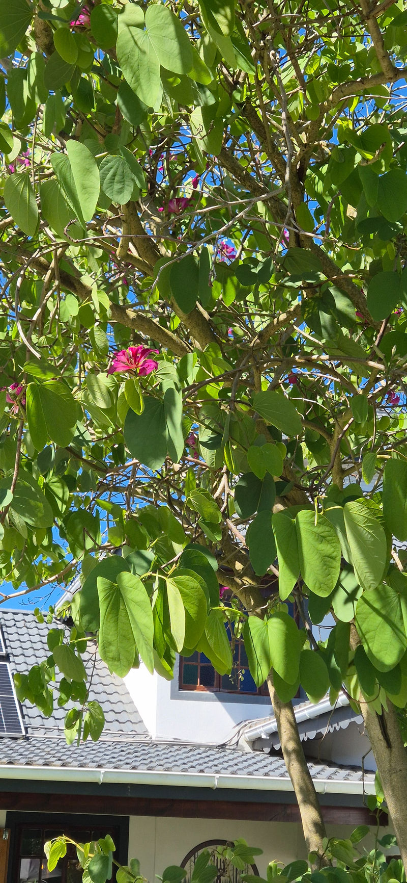 Buntfarbene Bauhinie — Bild 1