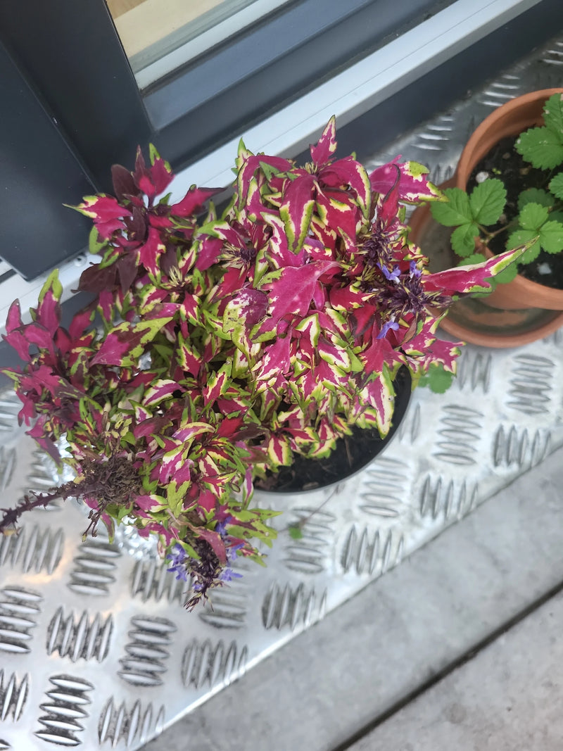 Eine Buntnessel mit auffällig rosa-grün gemusterten Blättern und kleinen violetten Blüten wächst in einem Pflanztopf auf einem Metallblech.