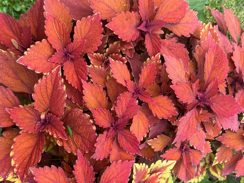 Draufsicht auf dichte, leuchtend rot-orangefarbene Blätter einer Buntnessel.