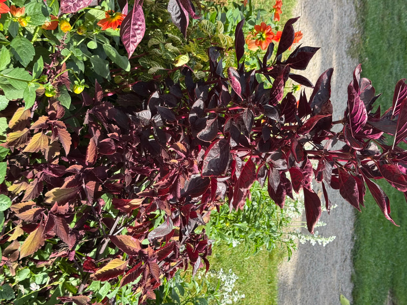 Eine Buntnessel mit tief dunkelroten Blättern wächst in einem bepflanzten Beet.