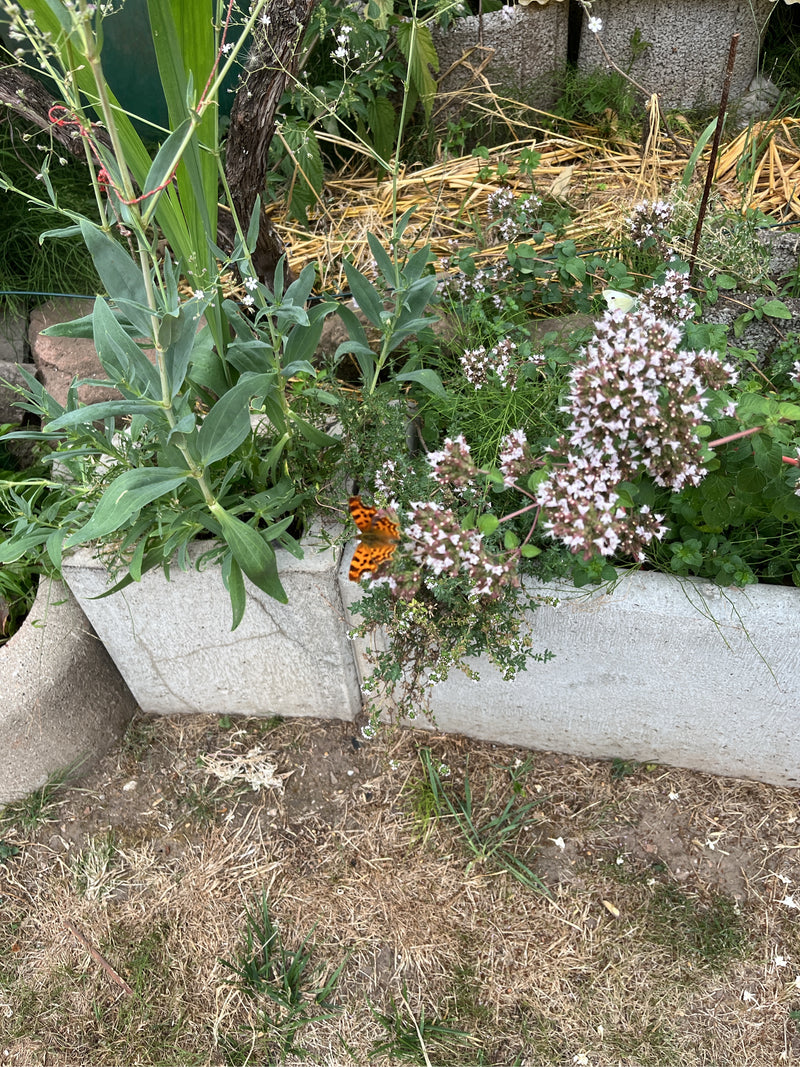 C-Falter — Bild 3