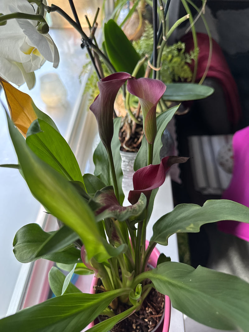 Calla-Lilie — Bild 1