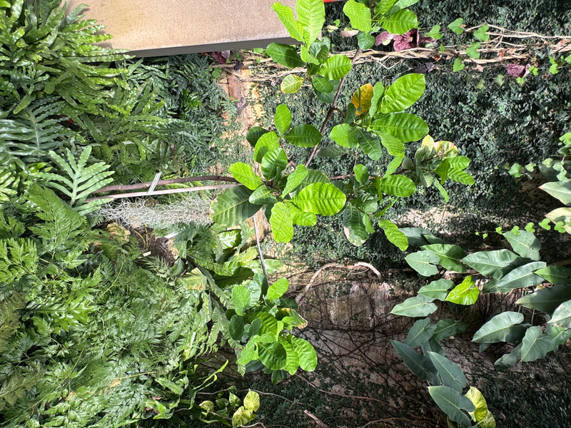 Cashewbaum — Bild 2 von 2