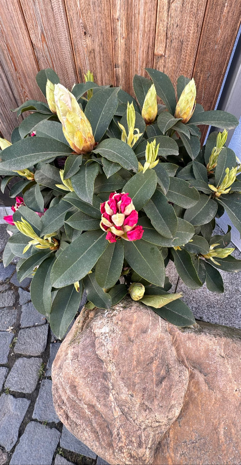 Catawba-Rhododendron — Bild 1