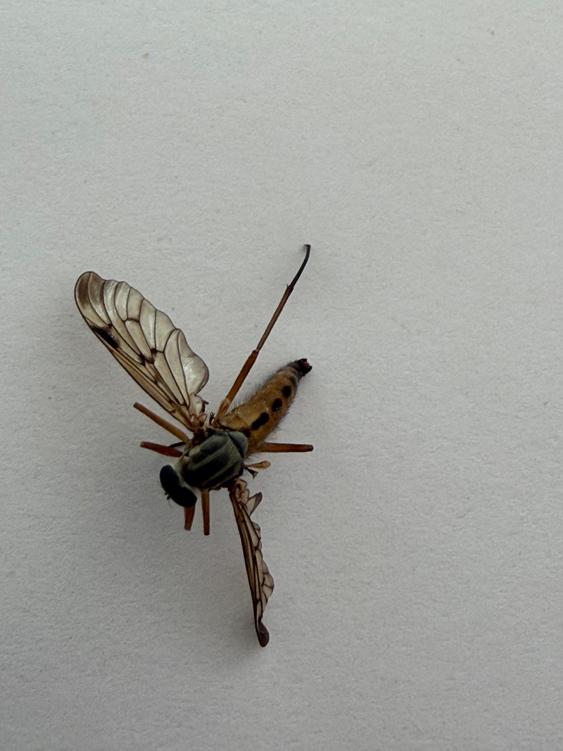 Chamäleon-Waffenfliege — Bild 1