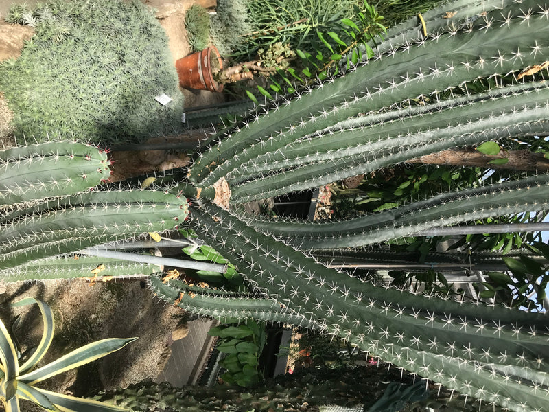 Chichipe-Kaktus — Bild 2 von 2