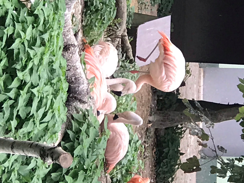Chileflamingo — Bild 2 von 2