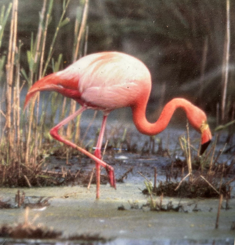 Chileflamingo — Bild 1 von 2