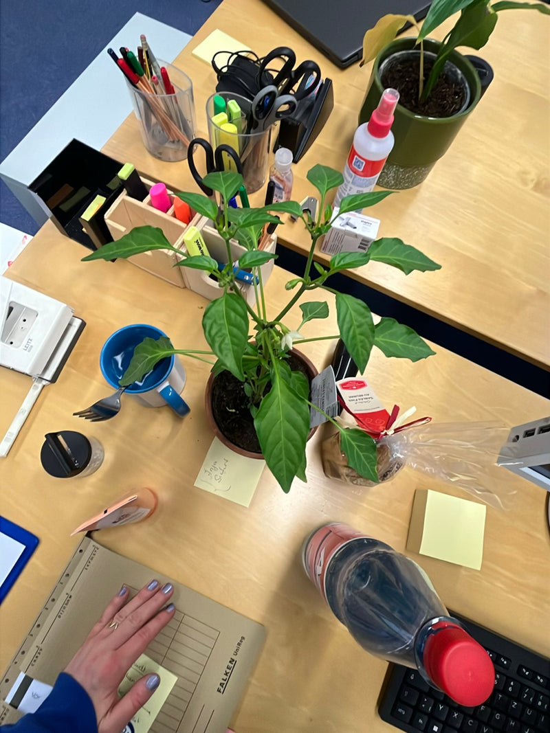 Auf einem Schreibtisch steht eine grüne Peperonipflanze in einem braunen Blumentopf, umgeben von Büroartikeln. Die Pflanze zeigt grüne Blätter und erste Knos...