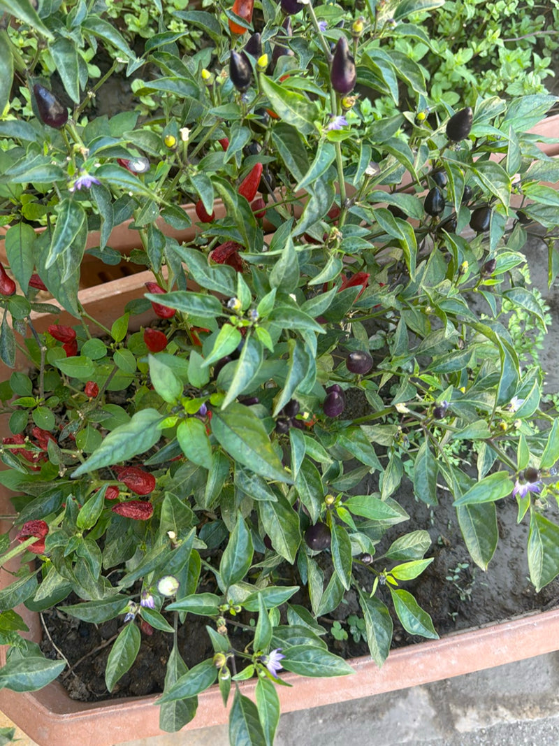 Peperoni — Bild 2