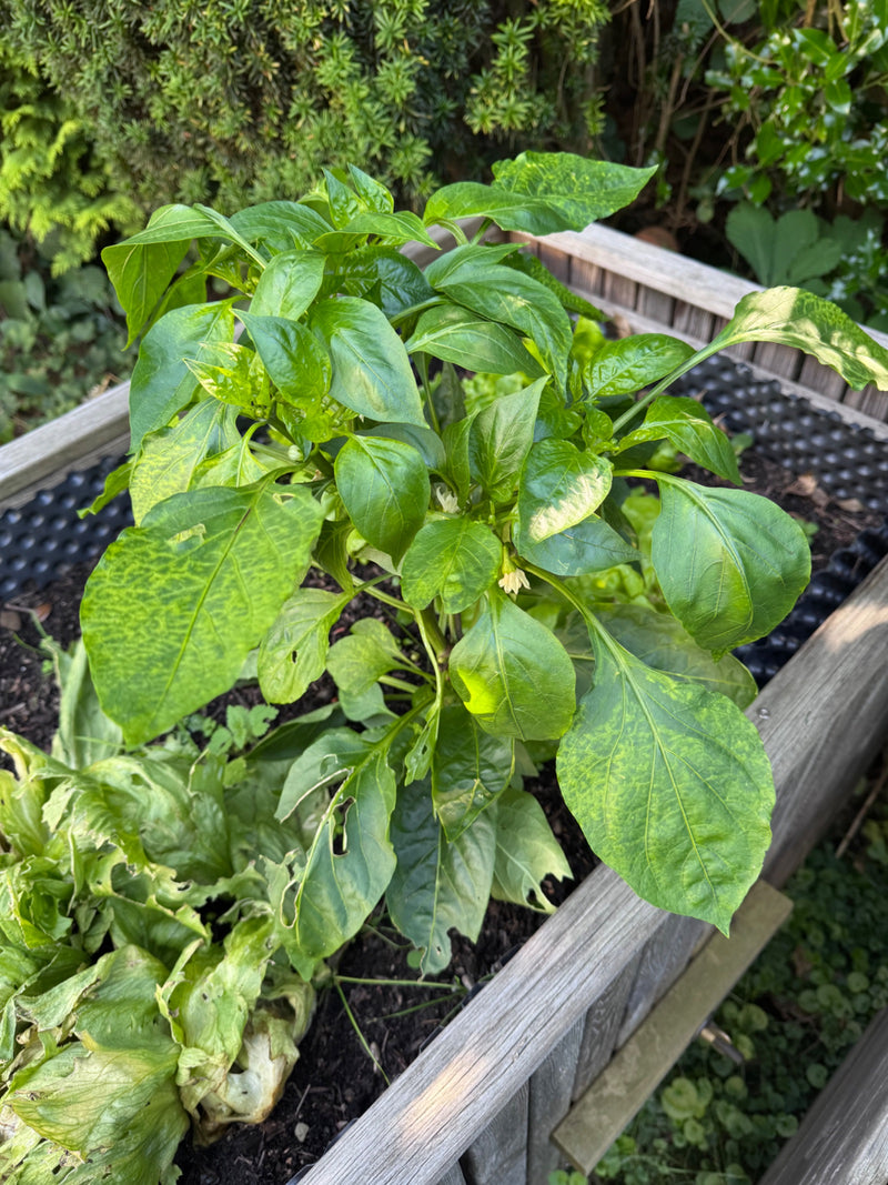 Peperoni — Bild 3