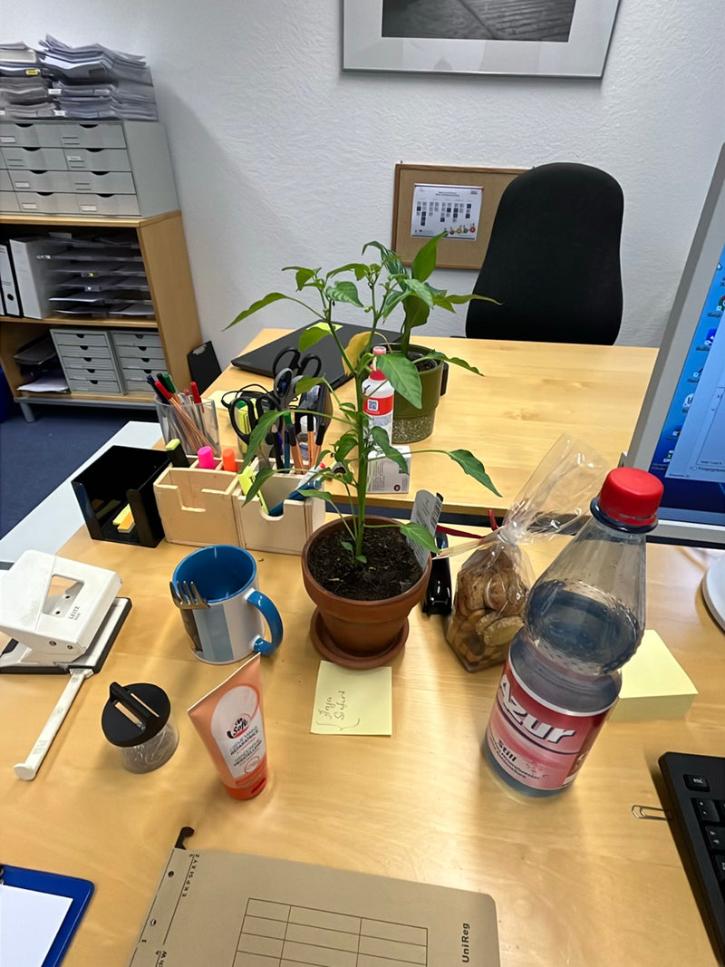 Eine junge Peperonipflanze steht in einem Blumentopf auf einem Schreibtisch im Büro. Umgeben ist sie von verschiedenen Büroartikeln und Getränken.